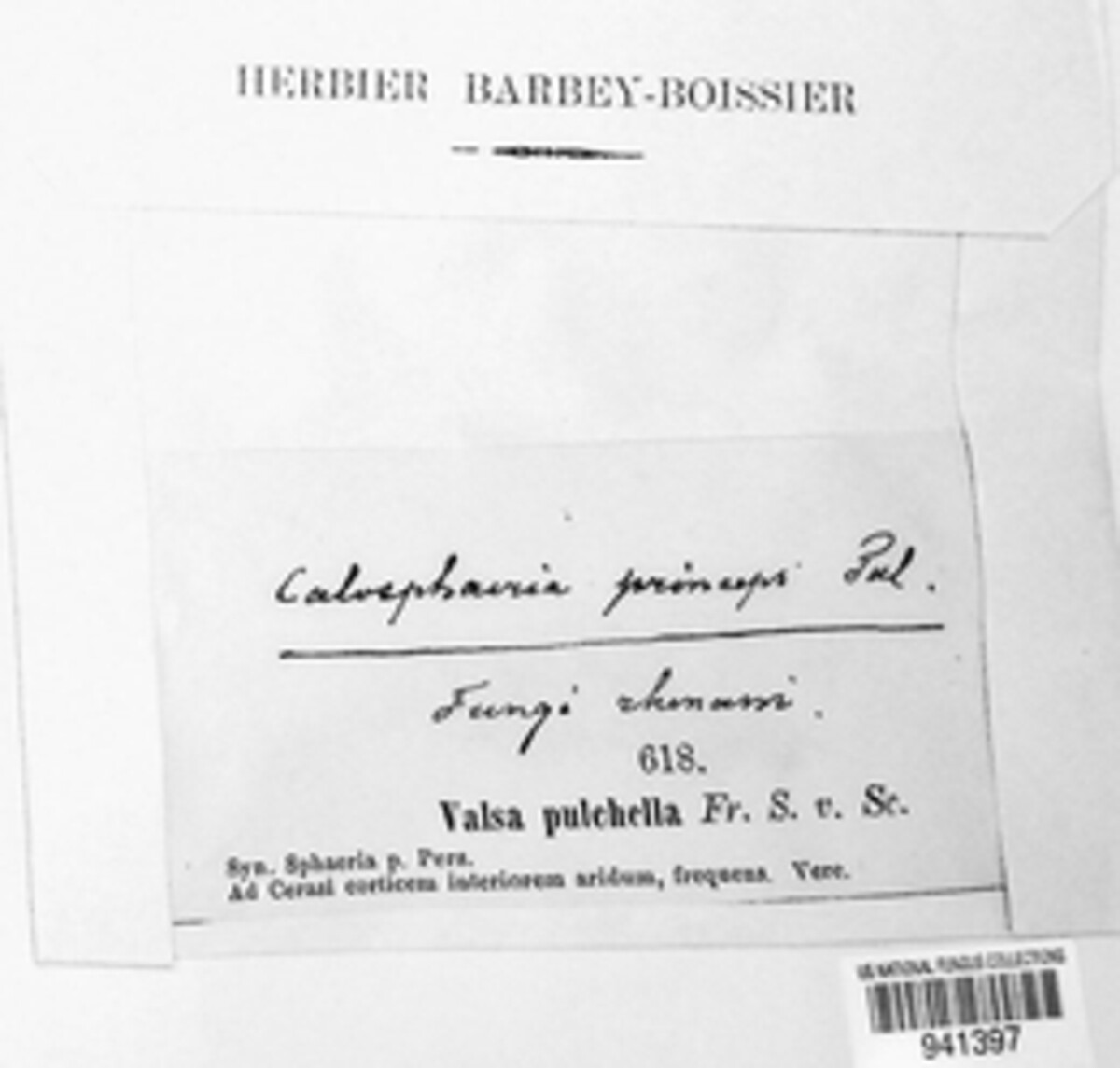 Calosphaeria princeps image
